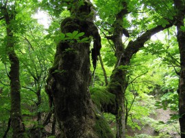 芦生研究林（芦生の森）