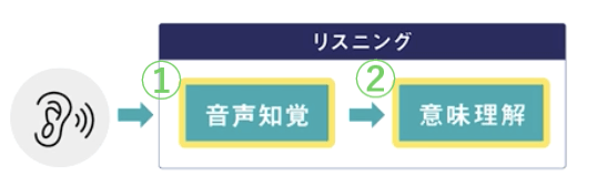 リスニングの脳の仕組み1