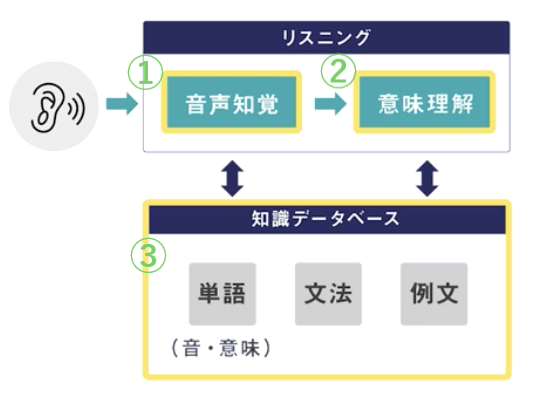 リスニングの脳の仕組み2