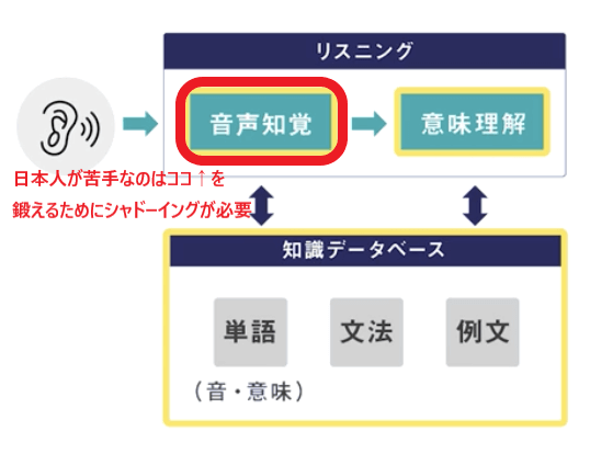 音声知覚をシャドーイングで鍛える